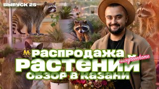 Комнатные растения в Казани! Maxgreenhome выпуск 25!