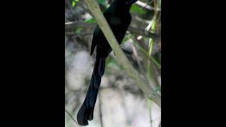 Racket-tailed Treepie / นกกาแวน