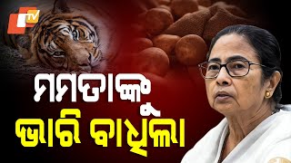 Special Story: Odisha and West Bengal Faceoff Over Tigress Zeenat