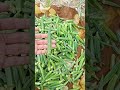 Best crops to grow in January and February |Ladyfinger(bhindi) farming || fertilizer, sprays, wateri