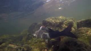 Salmon and grayling in Tornio River and Naamijoki river in Lapland Finland