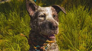 Boom Boom Pet Dog Gameplay (Far Cry 6) HD