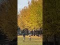 つくば市 科学万博記念公園のイチョウ並木 shorts