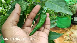 Mathania chillies • The fiery lal baadshah of Rajasthan • Indian heirloom vegetable