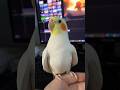 Just Cookie Cookie 🍪 #cockatiel #cookiesong #cockatiel #cockatielsinging #birds #parrot #fakhribirds