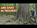 Are Oaks In Trouble?