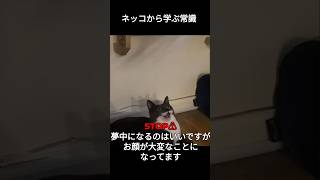 可愛いは正義【常識meme】#動物 #shorts #かわいい猫 #かわいい