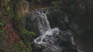 Гірський водоспад серед лісу