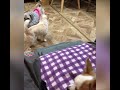 姉犬たちの戦いごっこに乱入する新入りチワワ