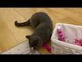 why you should never get a british shorthair cat