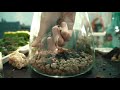 จัดสวนขวด สำหรับมือใหม่ terrarium สวนขวด