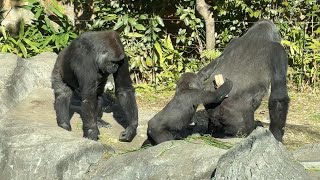 gorlla 急いでトトの背中に乗るスモモ【2025年‎1月18日】【上野動物園】ゴリラ💗 Sumomo rushes to get on Toto's back.