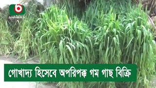 গোখাদ্য হিসেবে অপরিপক্ক গম গাছ বিক্রি