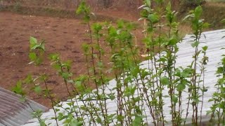 धेरैसमय पछि पानी पर्यो बेनिघाट रोराङ गाउपालिका धादिङमा - After a long time it rained in Dhading