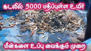 🔥🔥உயிர் மீன்களை சிறந்தமுறையில் உப்பு வைக்கபோறோம் #trending #tamil #fishing #youtube #subscribe