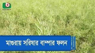 মাগুরায় সরিষার বাম্পার ফলন