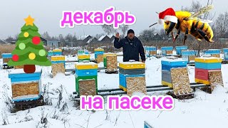 Зимовка пчёл! Результаты сезона 2024 на пасеке! Пчеловодство!