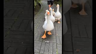 geese follow their owners #shortvideo #shorts #animals