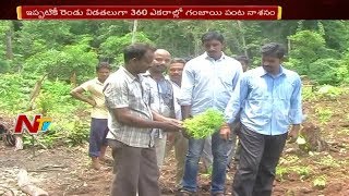 Excise Officials Destroyed Ganja Plants in Visakhapatnam and East Godavari Districts || NTV