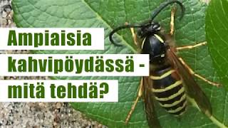 Ampiaisia kahvipöydässä - mitä tehdä?