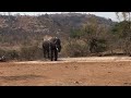 huge tusker elephant on bath