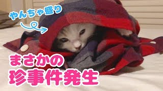 【珍事件発生】やんちゃ盛りの子猫の日常