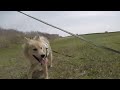 【犬連れ車中泊一人旅】道南桜旅3日目〜江差かもめ島で伝説に浸る