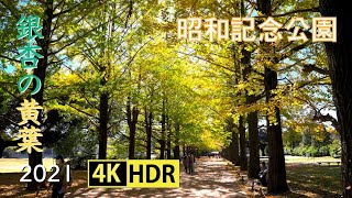 2021 昭和記念公園の銀杏の黄葉(4K-HDR) Gingkos' Yellow Leaves At Showa Memorial Park(UHD-HDR)