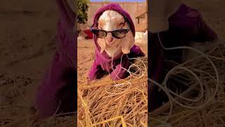 Funny Goat Videos 2023 Hahaha #shorts #tiktok #shortvideo