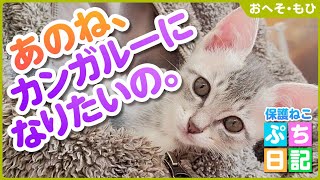 【子猫保護】おひざから降りない子猫が、今度はジャケットの中から出てこなくなりました...【おへそ・もひ③】