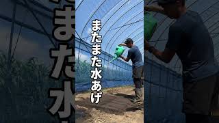 太陽の熱で土消毒！その後玉ねぎの苗を作るための直播き！日中も暑く！情熱も熱い！農業最高🧑‍🌾 #農家 #野菜作り #農業