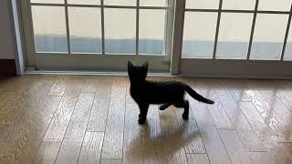 黒猫のソマリ　子猫のボール遊び