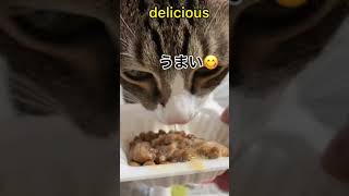 納豆まで食べちゃう[でぶ猫] Cat eating natto 낫토를 먹으면