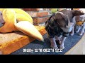 방문기 고양이 카페 샹그리라 집사님들 대신 제가 한번 다녀왔습니다 korean dog cafe in seoul korea sangrila