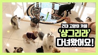 [방문기]고양이 카페 '샹그리라' 집사님들 대신 제가 한번 다녀왔습니다!!/ Korean Dog Cafe In Seoul, Korea 'Sangrila'