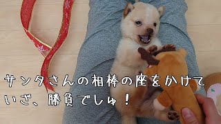 【豆柴】子犬　10/18　男の子♂1　摂州宝山荘　mameshiba dog Puppy （mame shiba inu)