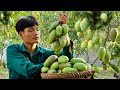 FULL VIDEO 90 Days of Harvest Fruits for Sale, Lychee, Mango, Dragon fruit, Pineapple, Peach