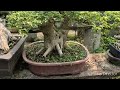 p1 michael s bonsai garden u.p. diliman bonsai society tugas vitex parviflora