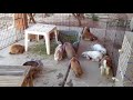 binky baby bunnies 20 english lop babies playing