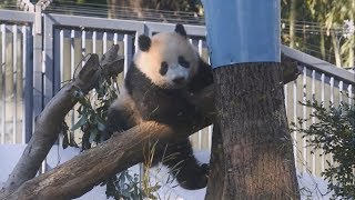 【ただいま~♪】🐼シャンシャン木登り遊び♪そして帰宅ッ【赤ちゃんパンダ】Giant Panda -XiangXiang\u0026ShinShin-☆Going home💕