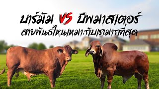 บาร์มัน vs บีฟมาสเตอร์ สายพันธุ์ไหนเหมาะกับเรา #วัวบรามัน #บีฟมาสเตอร์  #วัว