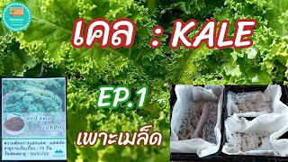 เคล : KALE  EP.1 เพาะเมล็ด @ban-paifon