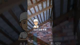 屋顶出现白蚂蚁  |  白蚁窜上屋顶