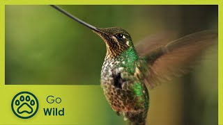 Hummingbirds: Jewelled Messengers - Go Wild