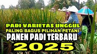 LATEST RICE HARVEST 2025 THE BEST RICE CHOICE OF FARMERS