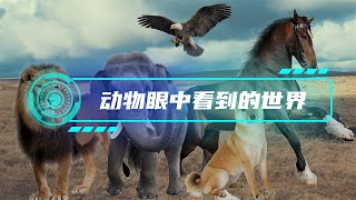 各动物们眼中的世界是什么样的？