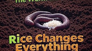 Bigger Worms, Richer Soil: The Rice Secret Gardeners Can’t Ignore!