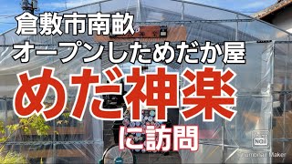 倉敷にオープンしたメダカ屋に訪問/めだ神楽/セット売り紹介/２０２２．７．３０/改良めだか/ビオトープ