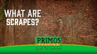 What are Deer Scrapes?