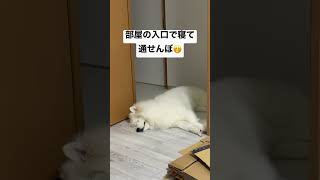 部屋の入り口で寝て、通せんぼする犬